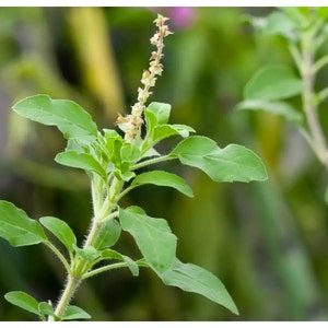 Ram Tulasi, Sri or Lakshmi Tulasi, Ocimum tenuiflorum, Ocimum sanctum, or green leaf tulsi (Basil) - 25+ seeds - 100% organic