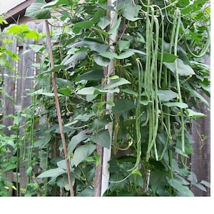 10+ Long bean seeds, Yard long bean, Asparagus bean - 100% organic