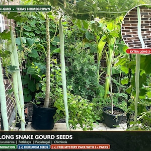 May include: Extra long snake gourd seeds for planting, featuring light green, slender, elongated gourds hanging from vines. The text includes 100% NON-GMO, TEXAS HOMEGROWN, EXTRA LONG 3-4 FT, EXTRA LONG SNAKE GOURD SEEDS, and various plant names.