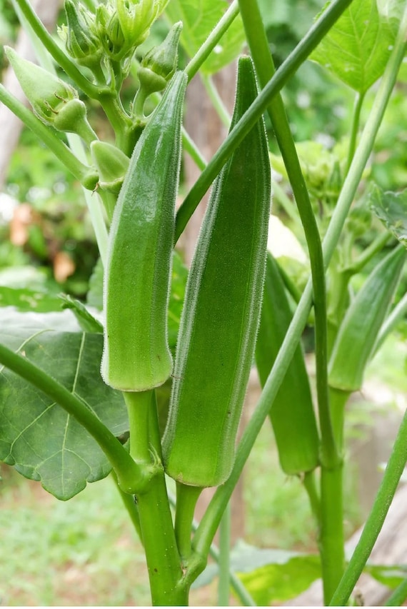 anthurium angamarcanum Anthurium Angamarcanum , Exact Plant – Canopy Gems main image 1
