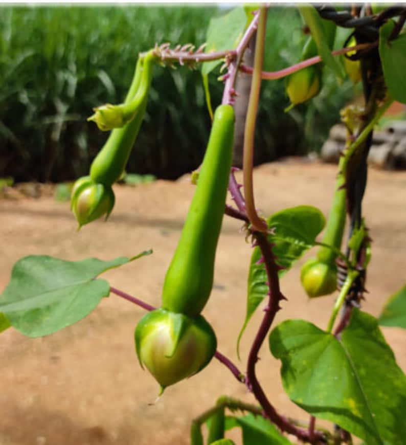 10+ Clove Beans / Mookuthi Avarai / Nithya Vazhuthana - Etsy