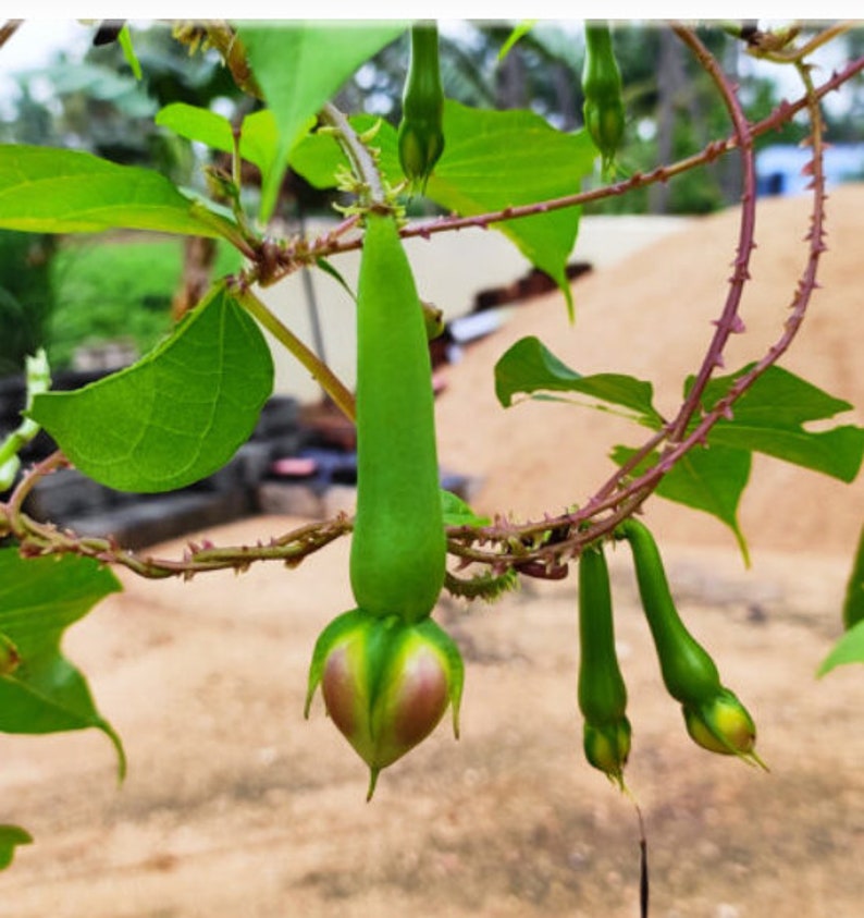 10+ Clove Beans / Mookuthi Avarai / Nithya Vazhuthana - Etsy
