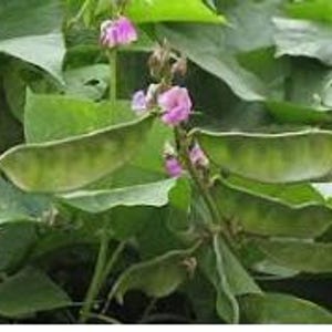 May include: Close-up of a green plant with large, oval leaves and several green bean pods. Delicate pink flowers bloom on the plant's stem. The image highlights the plant's natural textures and colors.