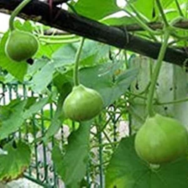 10+ Edible round bottle gourd seeds, CALABASH, Sorakaya, Asian Indian Opo Squash, Dudi, round melon Seeds