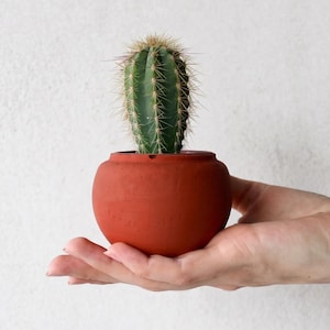 Op de afbeelding: Een kleine, groene cactus met scherpe stekels in een ronde pot in terracotta kleur. De pot wordt in de palm van een hand gehouden tegen een witte, getextureerde achtergrond. De cactus heeft een levendige groene kleur.