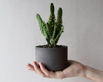 Dark grey 4” Concrete planter | Round minimalistic concrete planter | Succulent pot