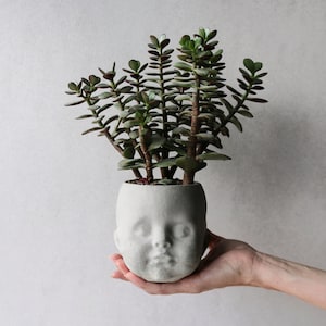 Könnte beinhalten: Eine Sukkulente mit grünen Blättern wächst in einem weißen Keramiktopf, der wie ein menschliches Gesicht geformt ist.