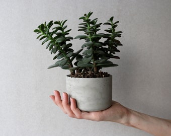 Rund Beton Sukkulenten Pflanzer | Minimalistische handgefertigte Kanne