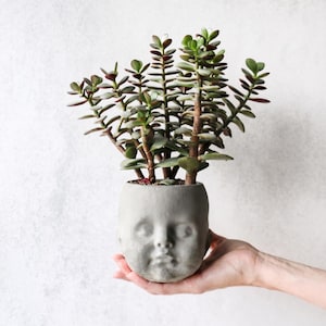 May include: A succulent plant with green and burgundy leaves grows from a grey, face-shaped planter. The planter is held in a hand against a white background. The plant has multiple stems.