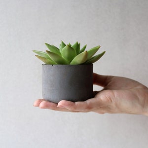 Può includere: Una piccola pianta grassa in un vaso di ceramica grigio. Il vaso è tenuto in mano da una persona.
