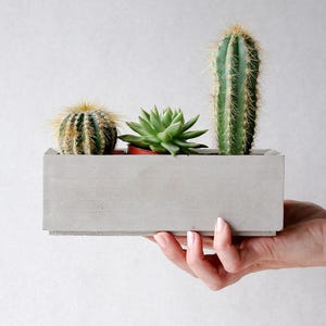 May include: A gray concrete planter with three succulents. The planter is being held by a hand. The succulents are a green cactus, a green cactus with yellow spines, and a green succulent.