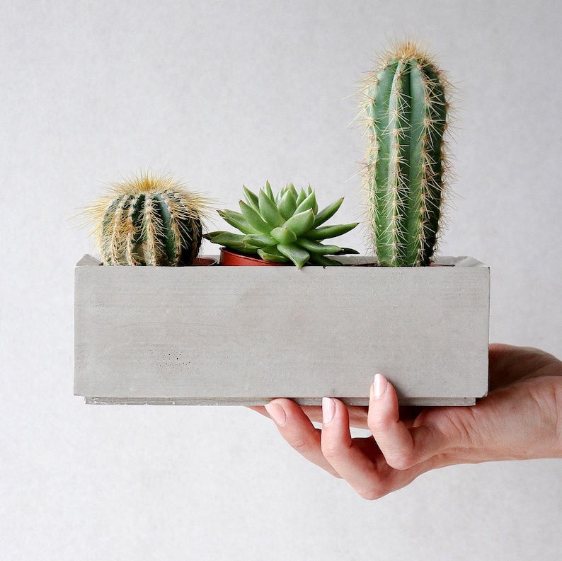 May include: A gray concrete planter with three succulents. The planter is being held by a hand. The succulents are a green cactus, a green cactus with yellow spines, and a green succulent.