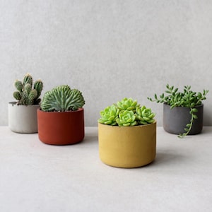 May include: Four small cylindrical planters in light gray, terracotta, mustard yellow, and dark charcoal gray. Each pot contains a different succulent or cactus plant, including a tall cactus, a fan-shaped succulent, a rosette succulent, and a trailing vine.