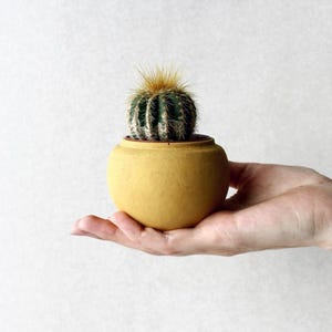 Può includere: Un piccolo vaso rotondo in ceramica giallo senape opaco contenente un cactus verde sferico con evidenti costole verticali e spine sottili di colore chiaro. Il vaso presenta una texture liscia e una forma semplice, curva e bombata.