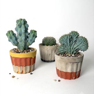 May include: Three potted cacti in fluted containers. The left cactus is tall and blue-green in a yellow, orange, and gray pot. The center cactus is round and green in a gray pot. The right cactus is fan-shaped and blue-green in a gray and orange pot.