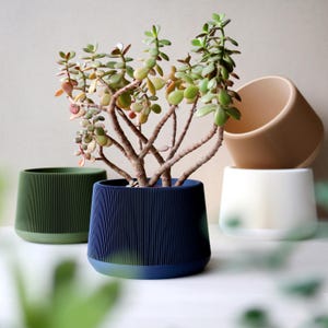 Puede incluir: Una planta de jade en una maceta azul marino acanalada con base bicolor. Se ven otras macetas en verde, blanco y beige. Las macetas tienen un diseño moderno y minimalista, adecuado para plantas de interior. La planta tiene hojas pequeñas y redondeadas.