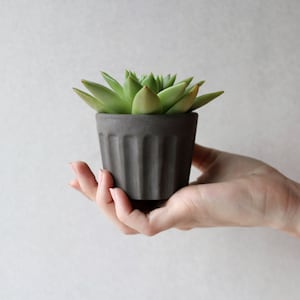 Op de afbeelding: Een kleine succulent plant in een donkergrijze keramische pot met verticale ribbels. De pot wordt in een hand gehouden.
