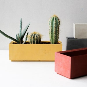 May include: Three succulents planted in a yellow concrete planter. A second, larger, red concrete planter is also shown.
