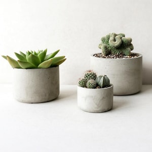 May include: Three cylindrical concrete planters of varying sizes, each containing different types of green succulents and cacti. The largest planter holds a textured green cactus, the medium one a rosette succulent, and the smallest a cluster of cacti.