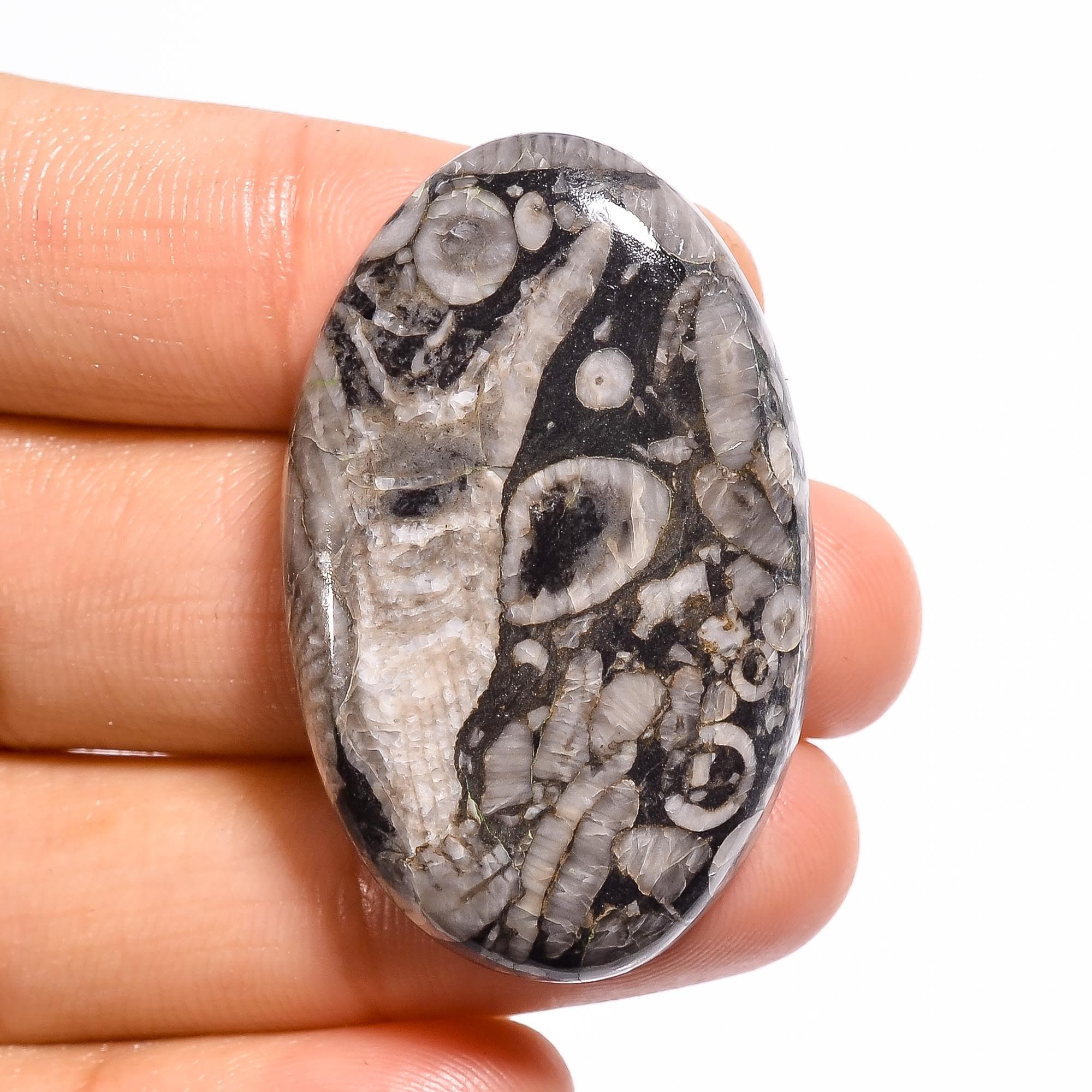 SHELL FOSSIL JASPER Cabochon Loose Gemstone Oval Shape Etsy UK