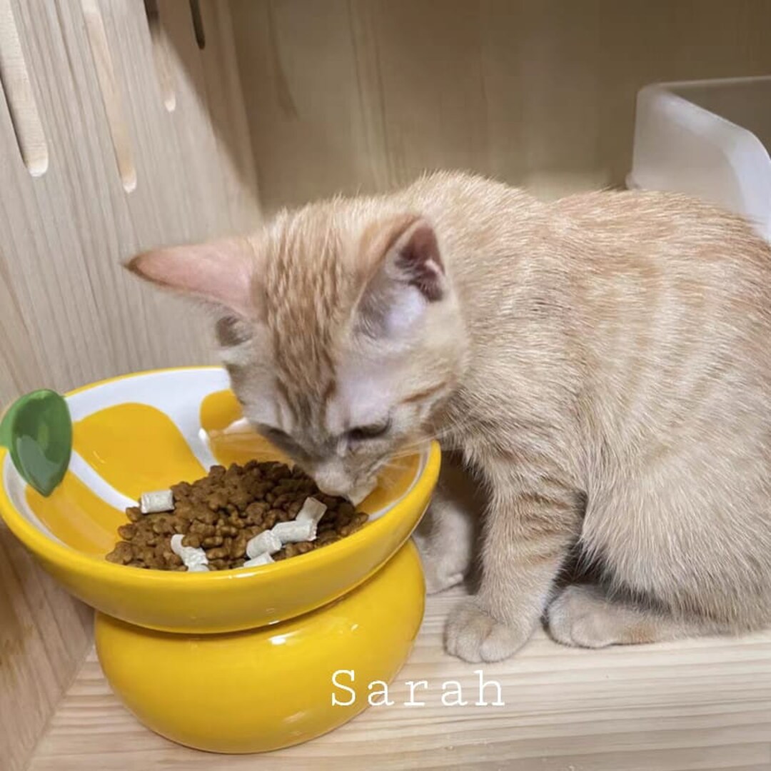 Raised Cat Food Bowl Cute Cat Feeding Bowl Cat Bowl Etsy