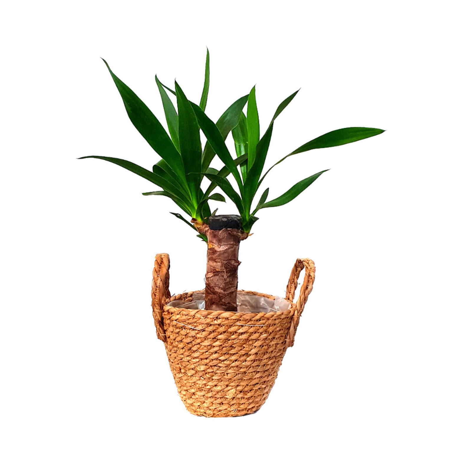 Yucca plant and basket Etsy