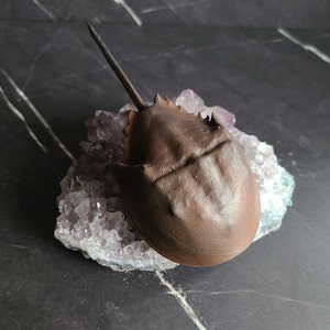 Horseshoe Crab (Limulus polyphemus) 3D Resin-Printed Miniature Figurine - Earl