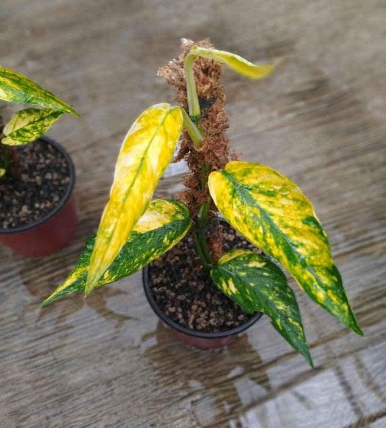 New Variegated Epipremnum Kujang Aurea Yellow House Plant Aroid Tropical Indoor Outdoor DHL