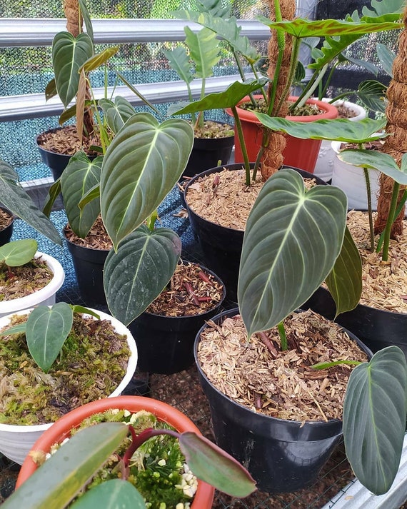 Philodendron Melanochrysum small size Tropical plants wholesale Detail