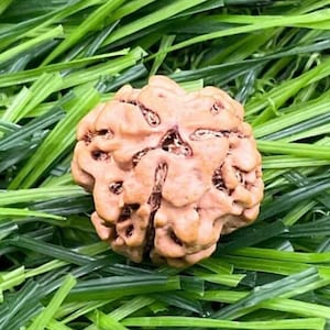 Teenmukhi Rudraksh