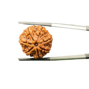 7 Mukhi Rudraksha Nepal