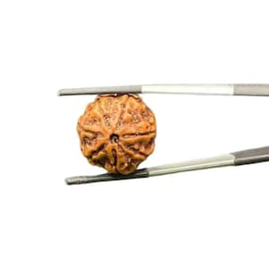 7 Mukhi Rudraksha Nepal