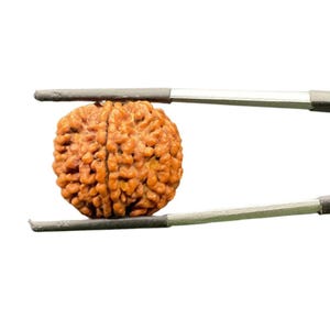6 Mukhi Rudraksha Nepal (15,75 MM)