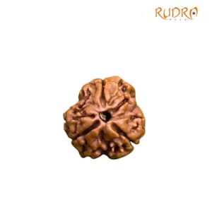 Collector 3 Mukhi Nepal Rudraksha (17.93mm)