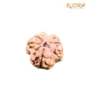 3 mukhi Rudraksha (16:55mm)