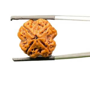 4 Mukhi Rudraksha Nepal