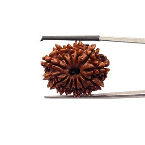13 Mukhi Mittel Nepal Rudraksha Mit X-Ray Zertifiziert ( 25.42 MM )