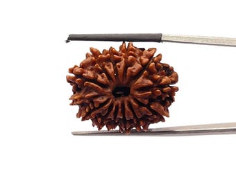 13 Mukhi Medium Nepal Rudraksha With X-Ray Certified ( 25.42 MM )