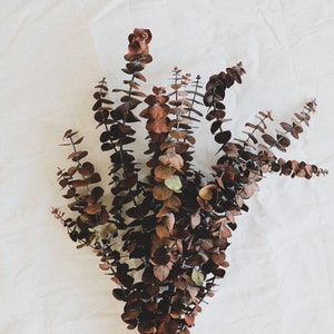 Preserved Eucalyptus, Dried Eucalyptus, Dried Flowers, Rustic Floral Bouquet, Natural Eucalyptus Cinerea Branch, 1 Stem of Eucalyptus image 4