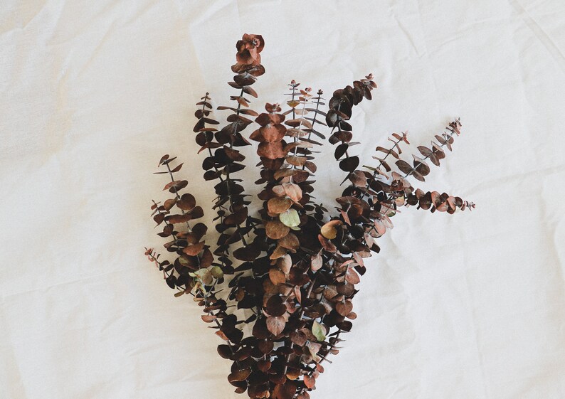 Preserved Eucalyptus, Dried Eucalyptus, Dried Flowers, Rustic Floral Bouquet, Natural Eucalyptus Cinerea Branch, 1 Stem of Eucalyptus image 4