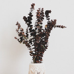 Preserved Eucalyptus, Dried Eucalyptus, Dried Flowers, Rustic Floral Bouquet, Natural Eucalyptus Cinerea Branch, 1 Stem of Eucalyptus image 2