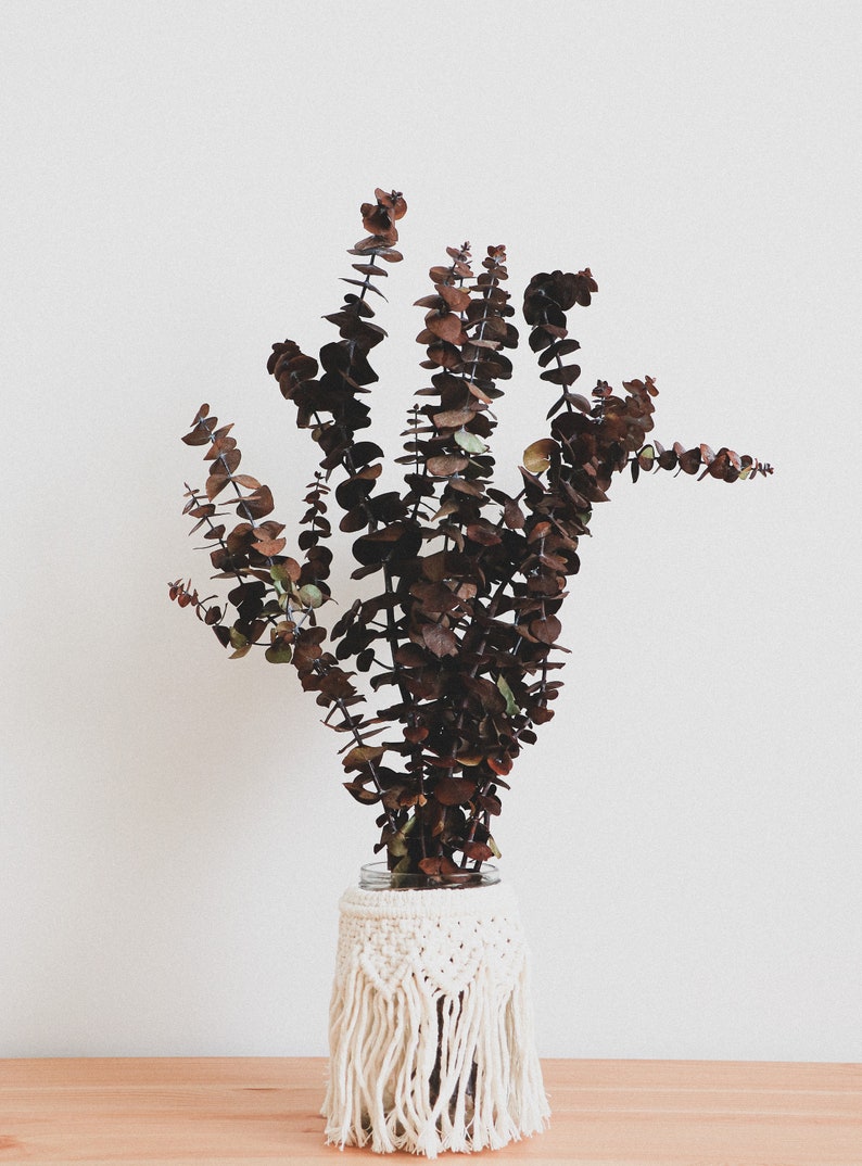 Preserved Eucalyptus, Dried Eucalyptus, Dried Flowers, Rustic Floral Bouquet, Natural Eucalyptus Cinerea Branch, 1 Stem of Eucalyptus image 2