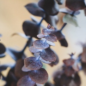 Preserved Eucalyptus, Dried Eucalyptus, Dried Flowers, Rustic Floral Bouquet, Natural Eucalyptus Cinerea Branch, 1 Stem of Eucalyptus image 8