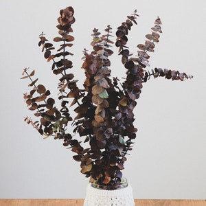 Preserved Eucalyptus, Dried Eucalyptus, Dried Flowers, Rustic Floral Bouquet, Natural Eucalyptus Cinerea Branch, 1 Stem of Eucalyptus image 10