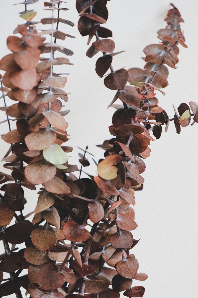 Preserved Eucalyptus, Dried Eucalyptus, Dried Flowers, Rustic Floral Bouquet, Natural Eucalyptus Cinerea Branch, 1 Stem of Eucalyptus image 6