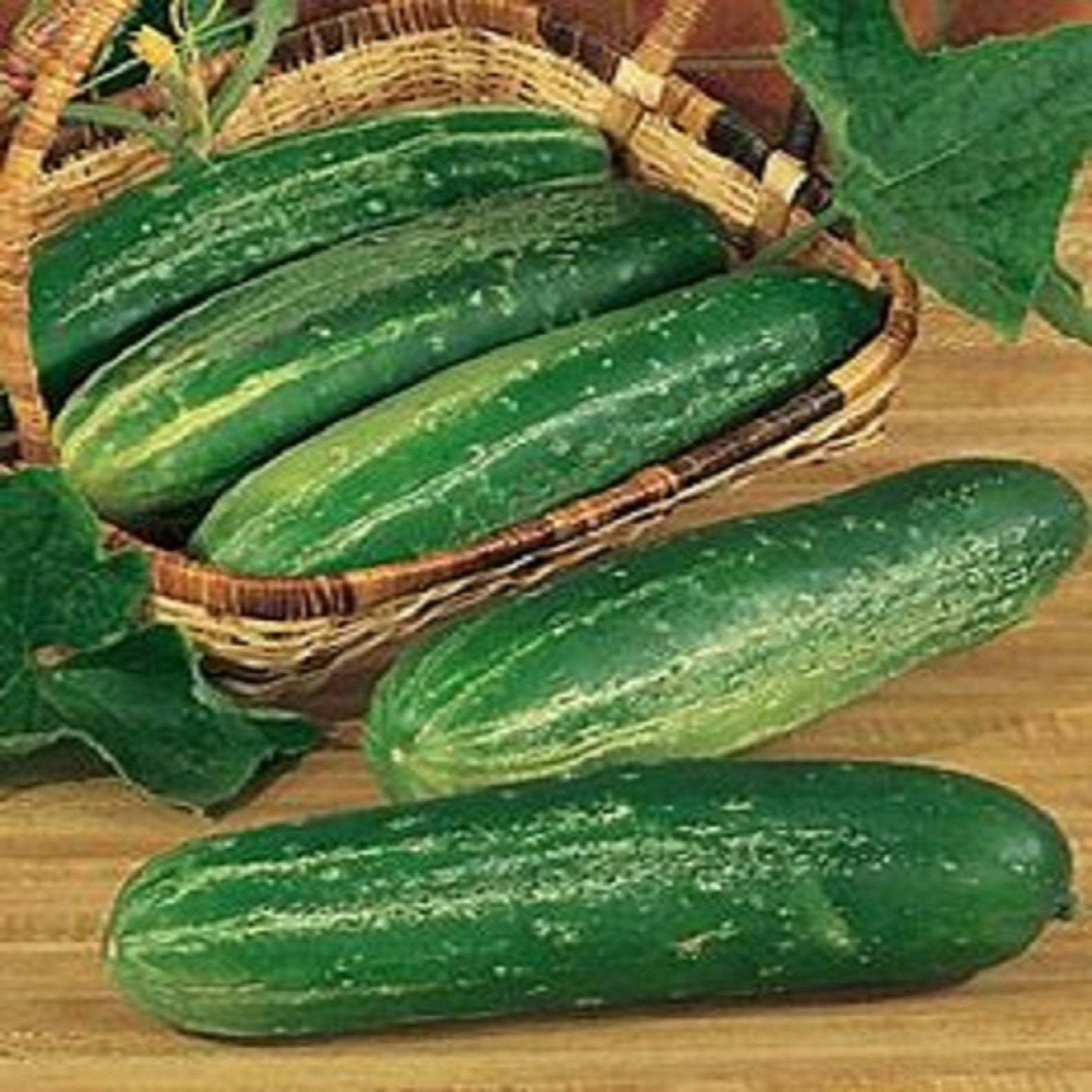 Straight 8 Cucumber Seeds 150 Straight 8 150 Free Shipping Etsy