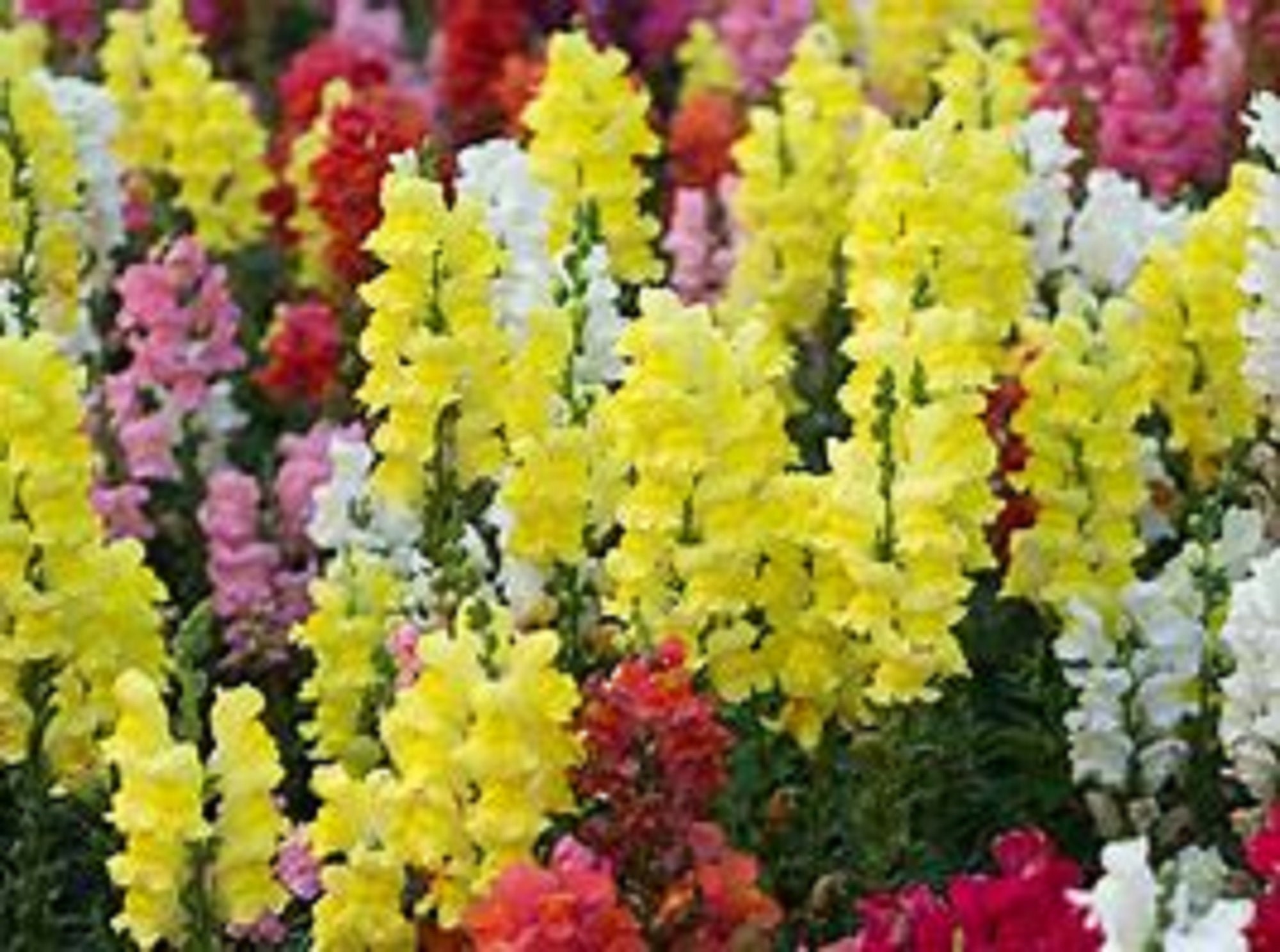 Snapdragon Seeds Tall Rust Mixed Colors 50 Seeds, 50 Seeds Ma Etsy