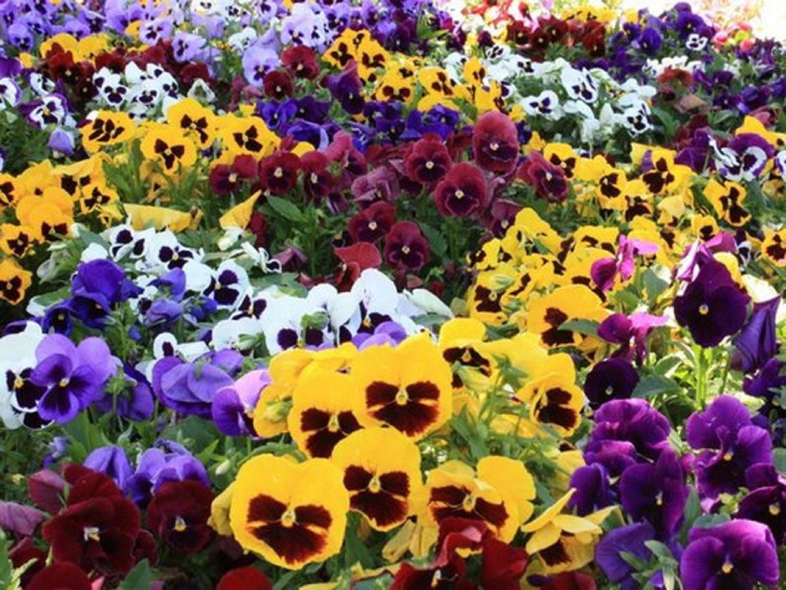 Swiss Giant Pansy Seed Mix Flower Seed Mix 100 Etsy