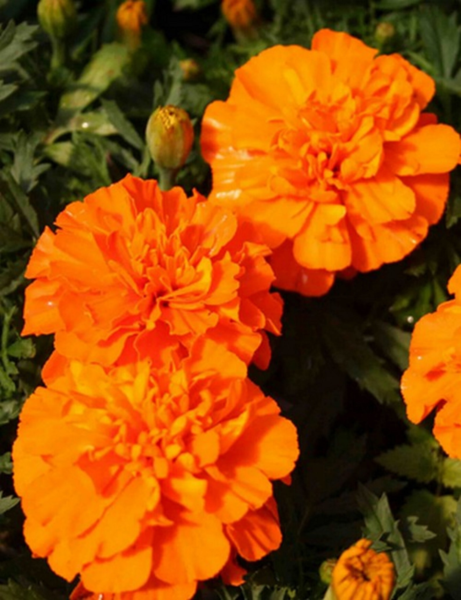 Marigold Crackerjack Mixed Colors 40 Seeds Etsy