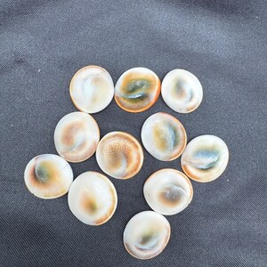 Könnte beinhalten: Eine Sammlung von elf polierten, oval geformten Muscheln. Die Muscheln haben eine cremeweiße Grundfarbe mit braunen, orangefarbenen und grünen Markierungen. Die Muscheln sind auf einer dunkelgrauen Oberfläche angeordnet.